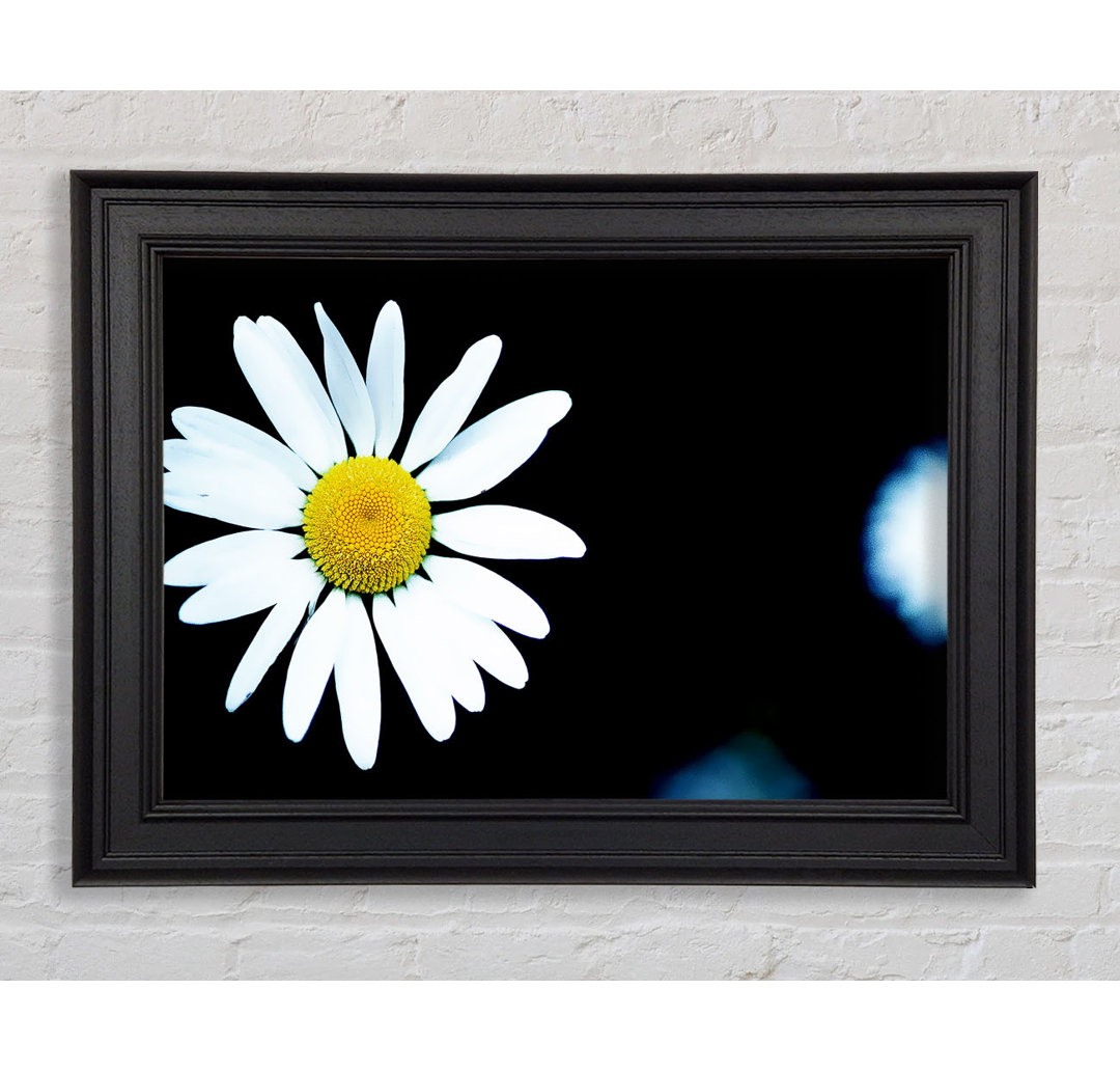 Gerahmtes Leinwandbild Single White Daisy