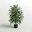 42 po Smilax ficus en pot