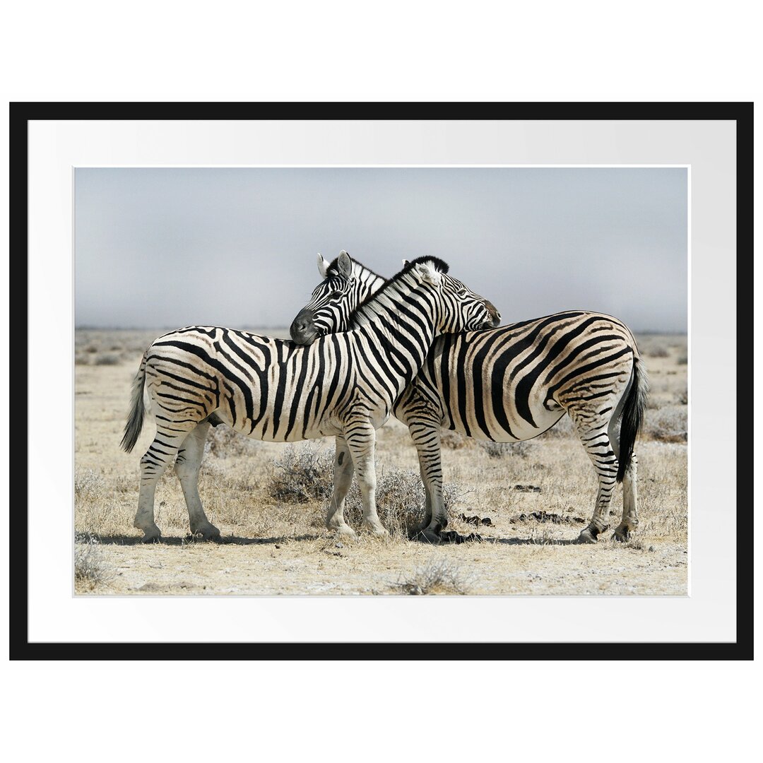 Gerahmtes Poster Cuddling Zebra