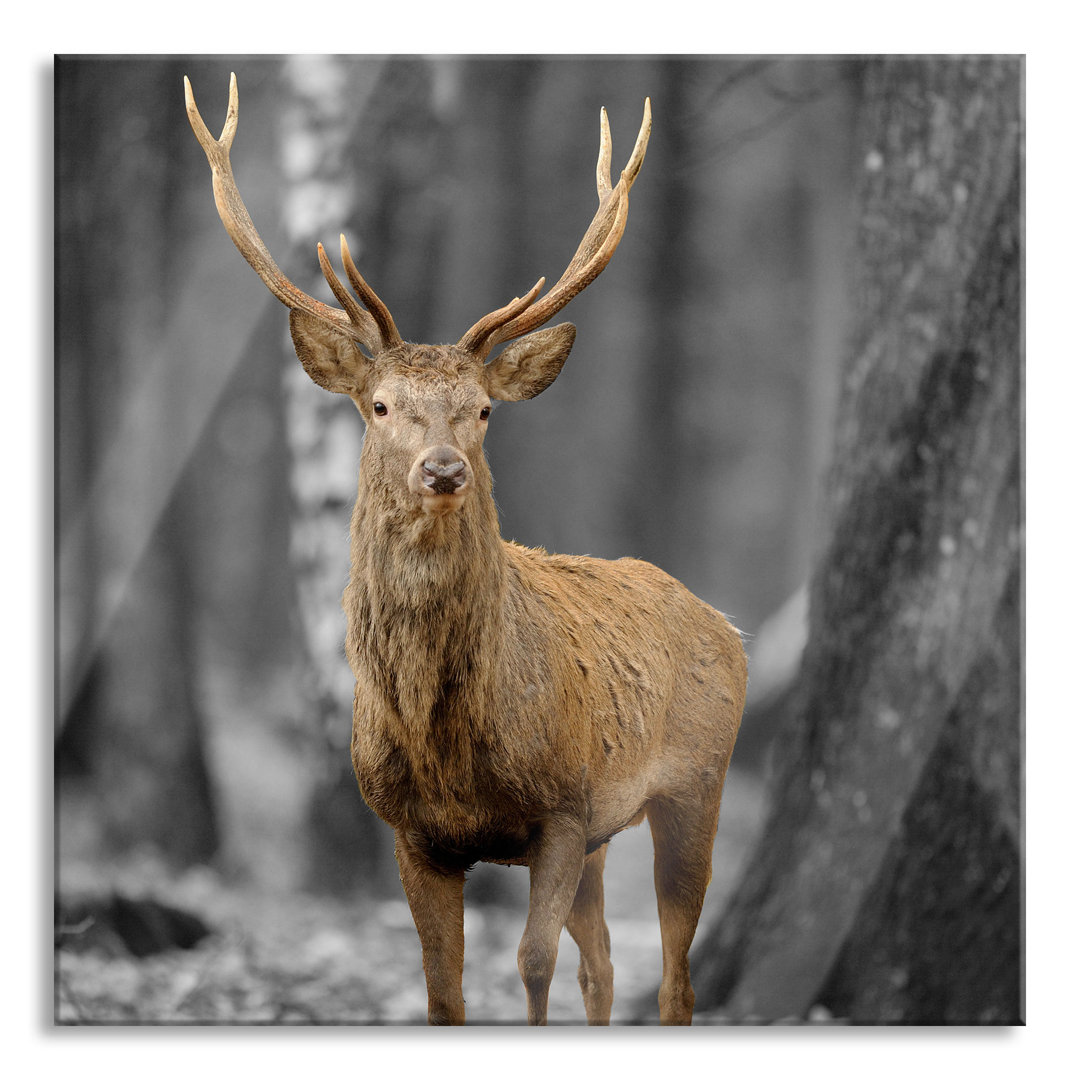 Glasbild Schöner Hirsch im Wald