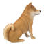 Statue Shiba Inu assise