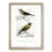 Bird Illustrations PL. 55 by Charles D' Orbigny - Single Picture Frame Painting-55457060-55457057