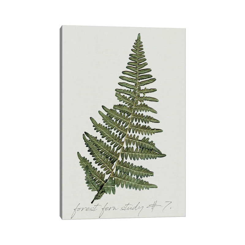 Fern Studies II by Carol Robinson - Painting on Canvas, 152.5 cm H x 101.5 cm W x 3.175 cm D, Wrapped Canvas
