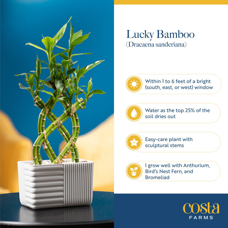 Bamboo Plant in Planter