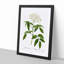 Elderflower Tree by Pierre-Joseph Redoute - Picture Frame Painting Print-55539515-55539514