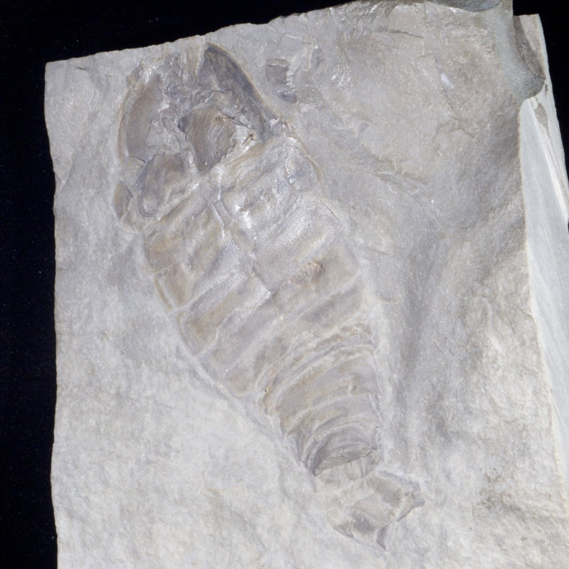 Assiette fossile Eurypterid. Lang's Quarry, Herkimer County, New York
