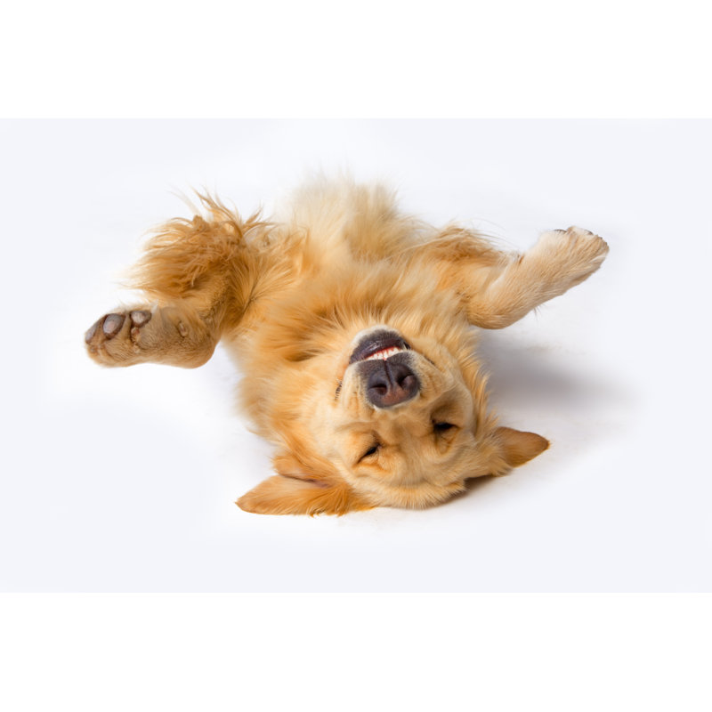 Un chien couché à l'envers par Soubrette, H 8 po x l 12 po
