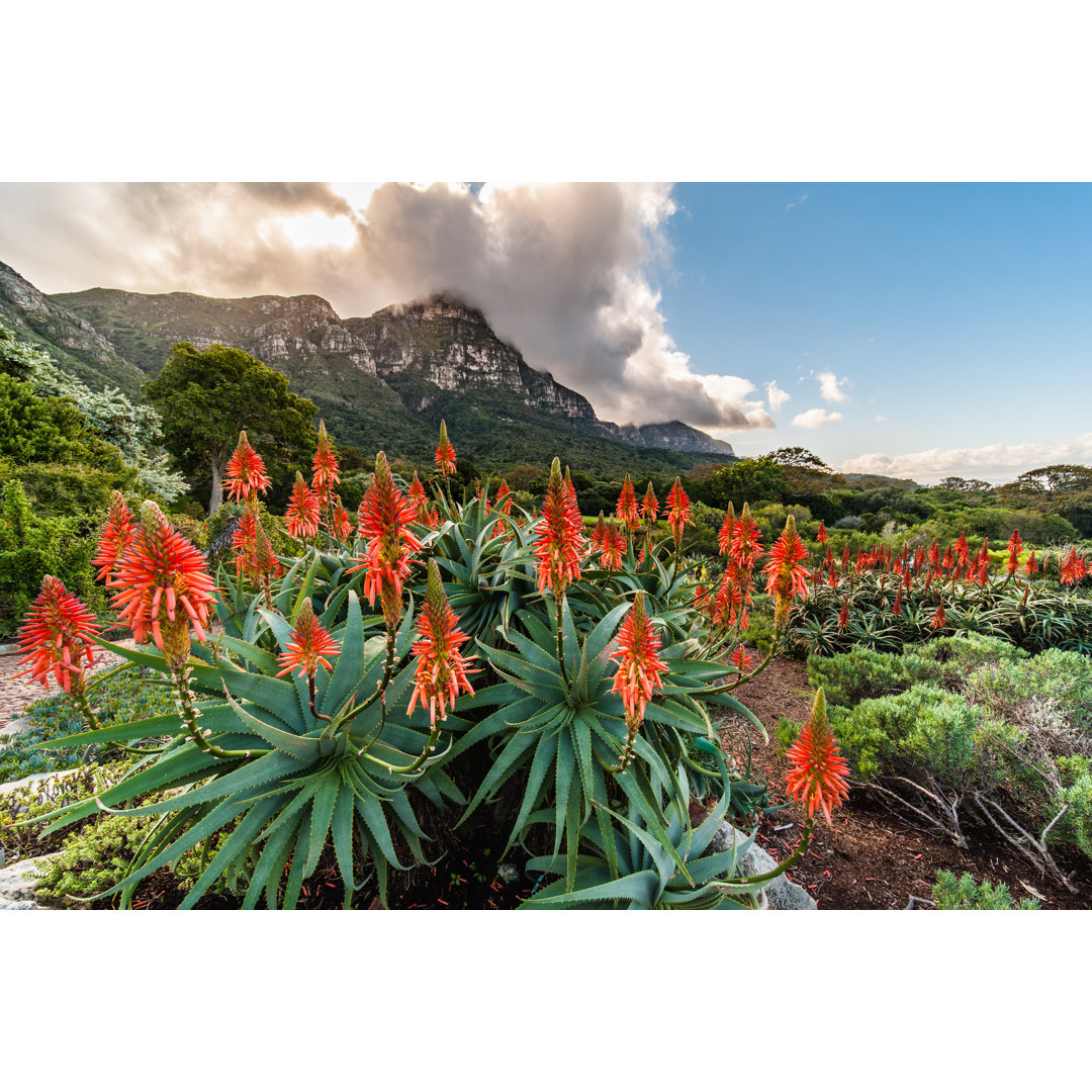 Leinwandbild Beautiful Flowering Aloes