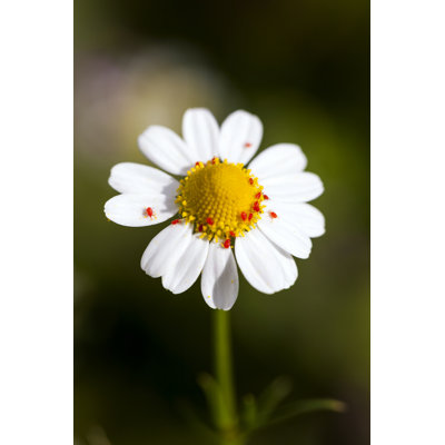 Tiny Red Spider on Camomile - Photographie sur toile tendue