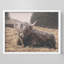 Illustration d'une petite vache Highland-101376187-101376188