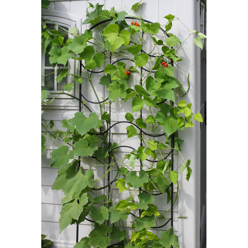 Jenette 24'' H x 23.5'' W Iron Gothic Trellis