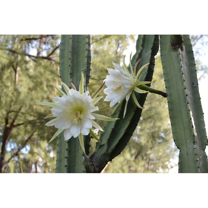 San San Cactus par Chris World - photographie sur toile tendue, H 32 po x l 48 po