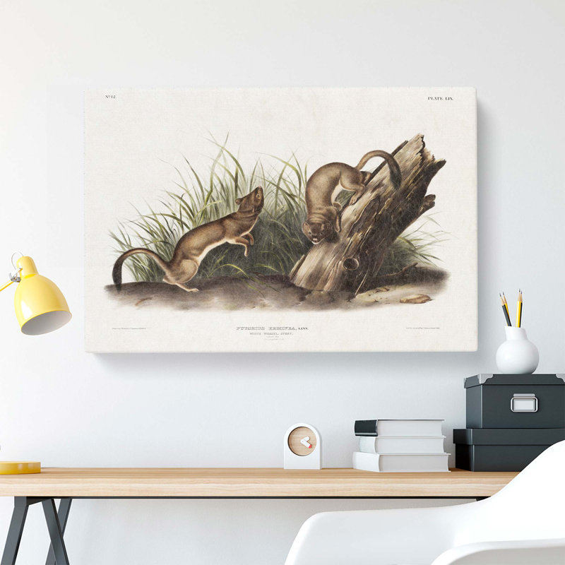 White Weasels by J.W. Audubon - Wrapped Canvas, 50cm H x 76cm W x 3cm D