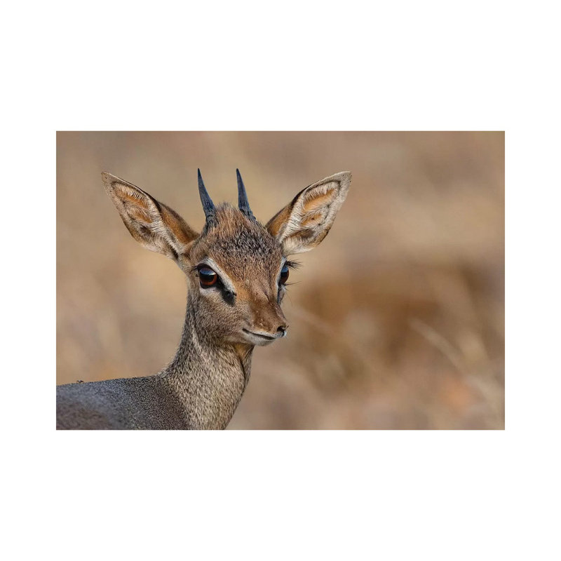 «Dikdik Kenya» par Mogens Trolle - photographie sur toile tendue, H 8 po x l 12 po x P 0,75 po