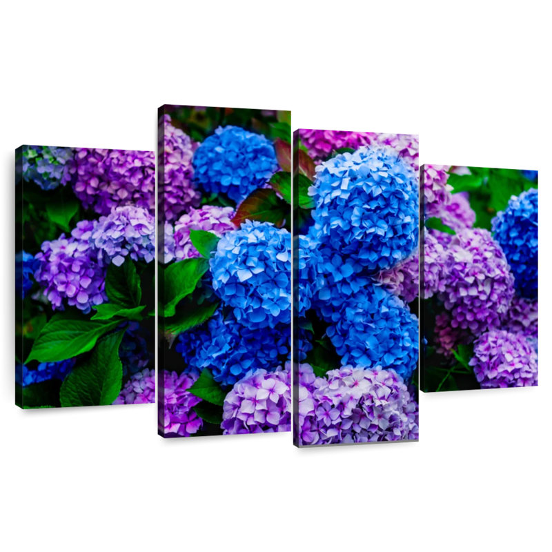 Jardin d'hortensias Harnek, H 22 po x l 36 po