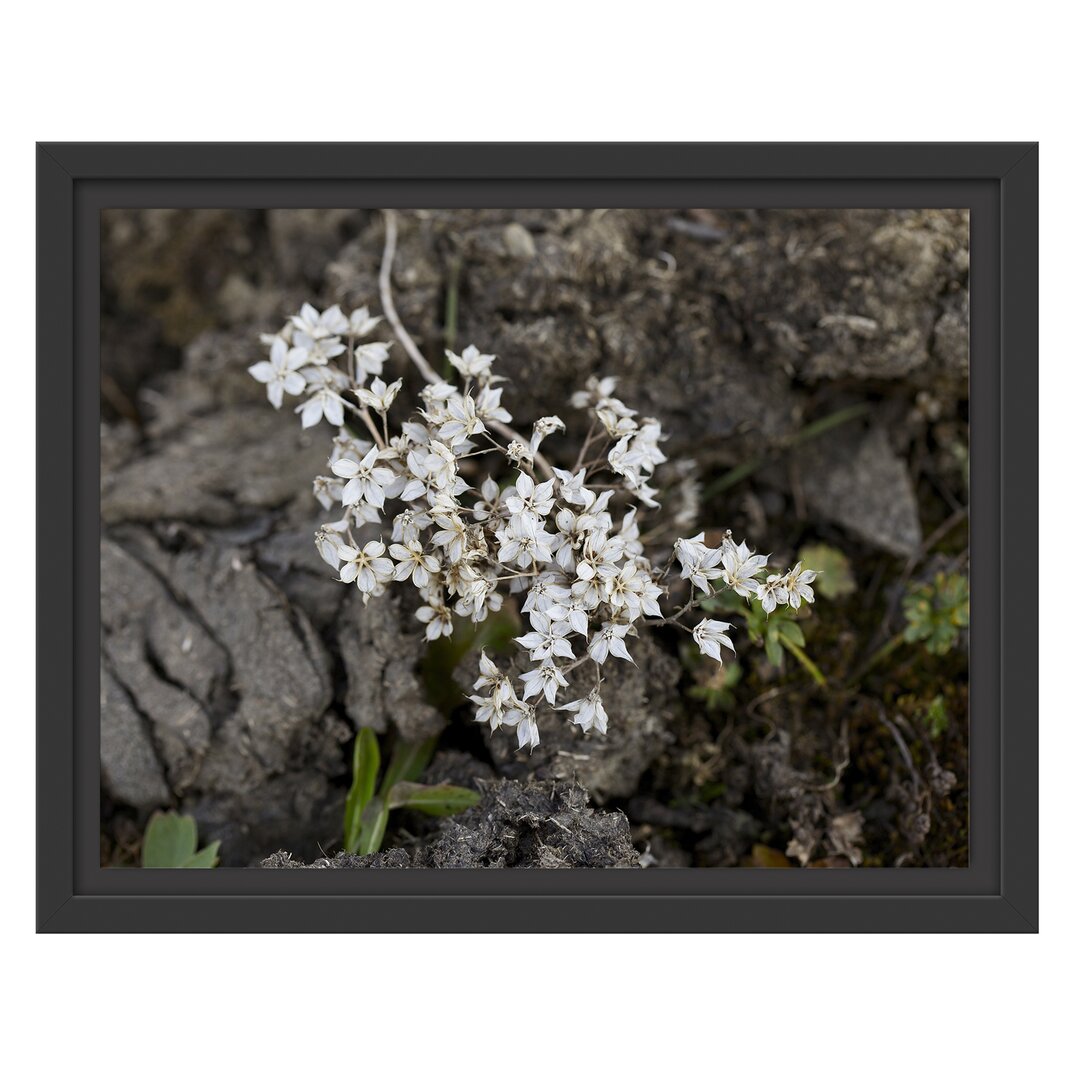 Gerahmtes Wandbild kleine weiße Sternblumen