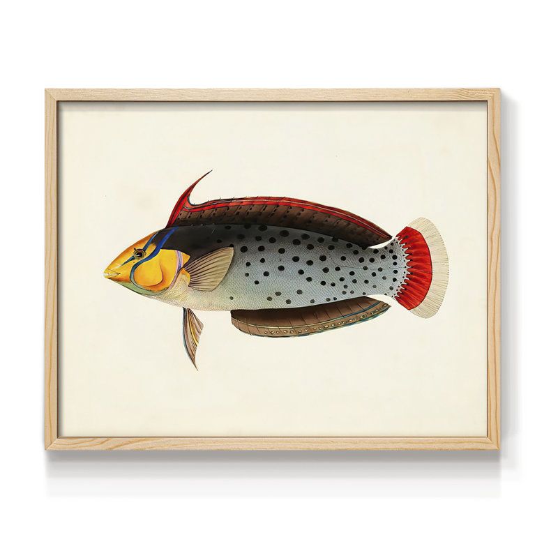 Tropical Fish Collection IV -Framed Print - Restickable, H 8 po x l 10 po, Naturel