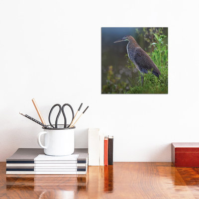 Bare-Throated Tiger Heron Portrait, Costa Rica by Tim Fitzharris - Gallery-Wrapped Canvas Giclée on Canvas