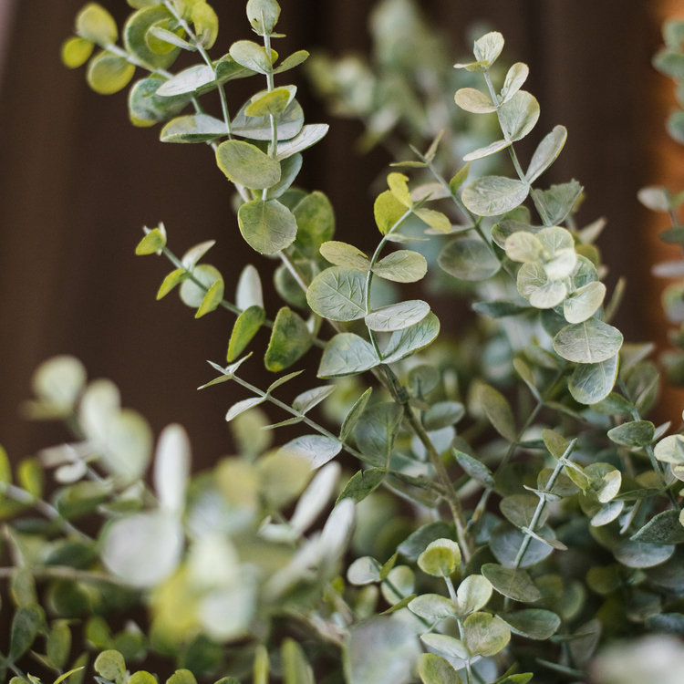 Tige de eucalyptus rustique, 5 tiges