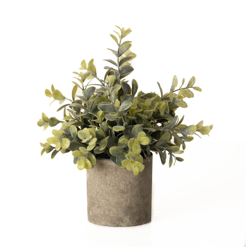 Andaiye 23cm Plant in Pot