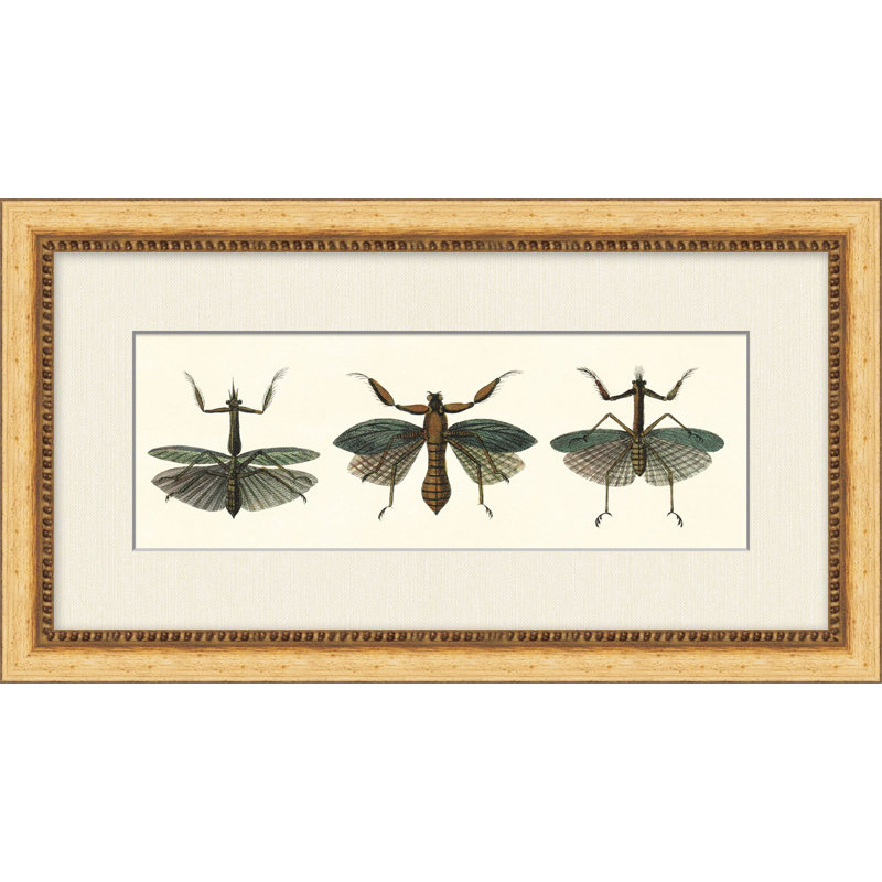 Specimen Trio 3 Print by Lillian August