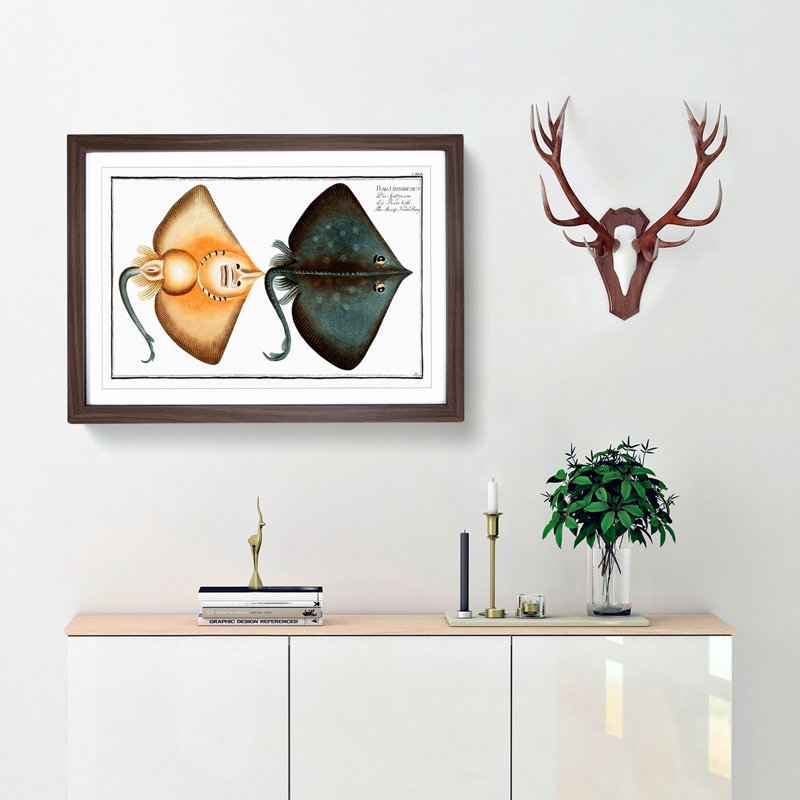 Sharp Nosed-Ray Fish by M.E. Bloch - Picture Frame Painting Print, 48cm H x 65cm W x 2cm D, Walnut Framed