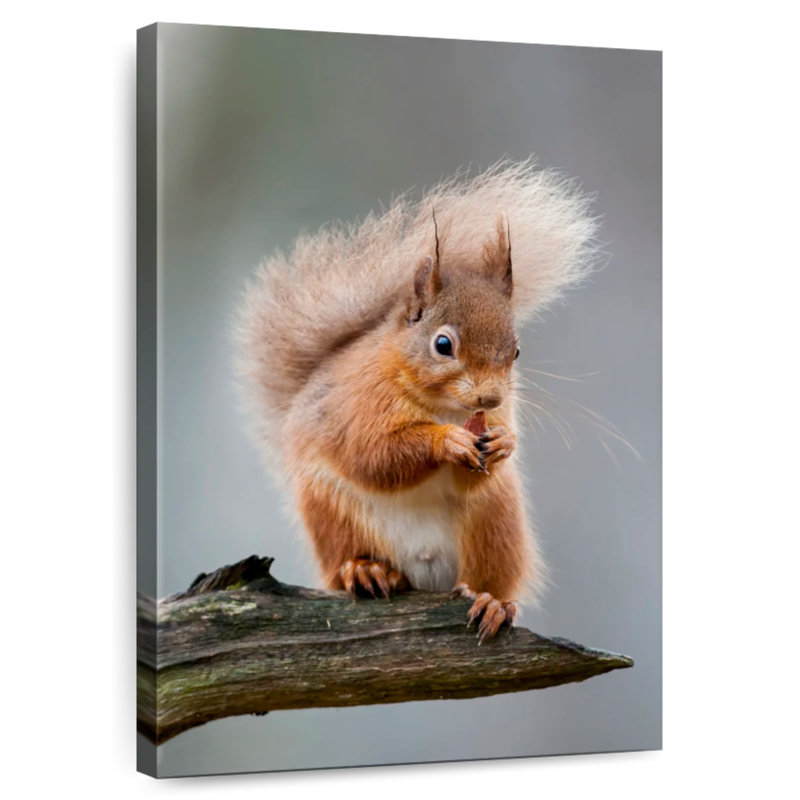 Brampt Red Squirrel Eating On A Branch, 45" H x 30" W