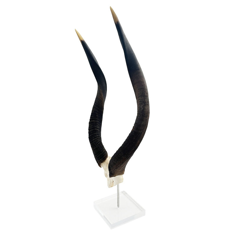 African Nyala V-Skull on Lucite Stand