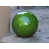 Mint 16"