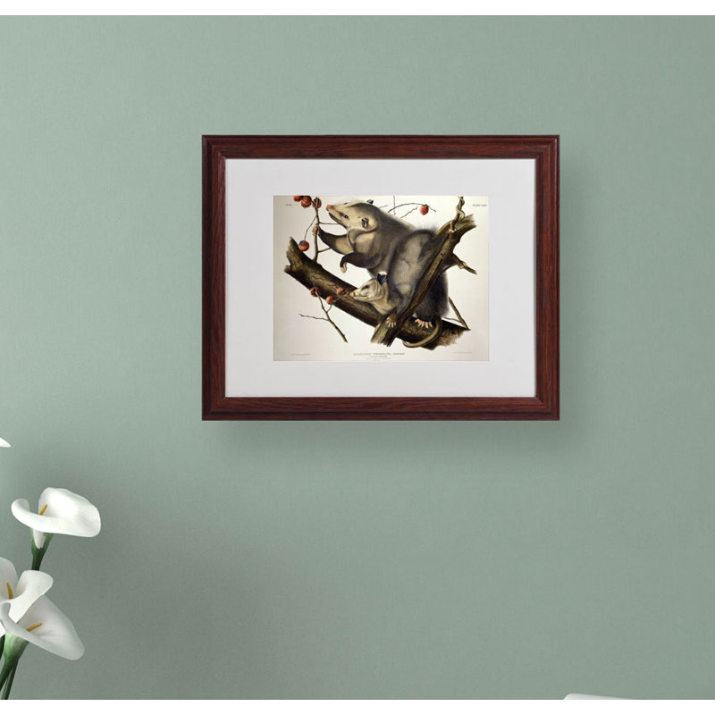 « virginy opossum » par john james audubon, reproduction d’art encadrée, H 16 po x l 20 po x P 0,5 po, Brun