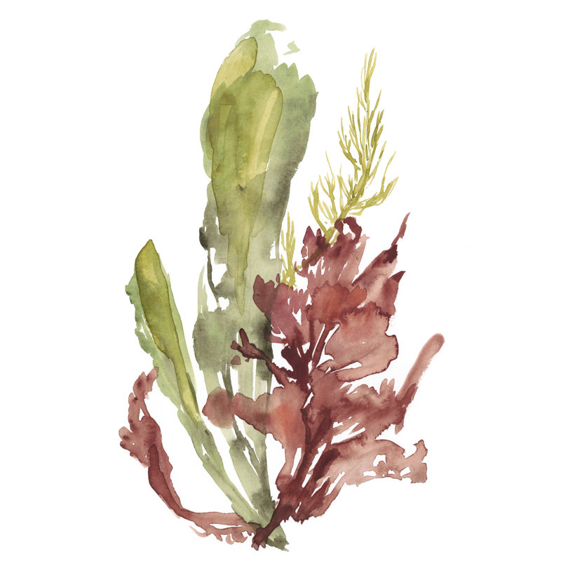 Seaweed Garden I, peinture sur toile, H 12 po x l 8 po