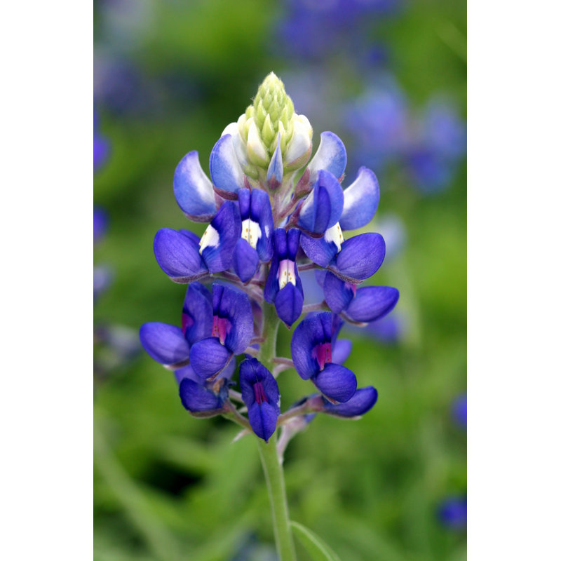 Blue Bonnet - Wrapped Canvas Print, 46cm H x 30cm W x 3.8cm D