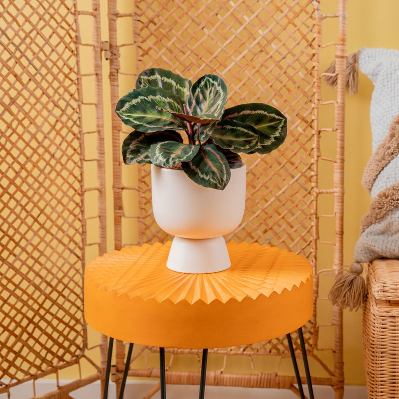 Calathea in Ceramic Planter