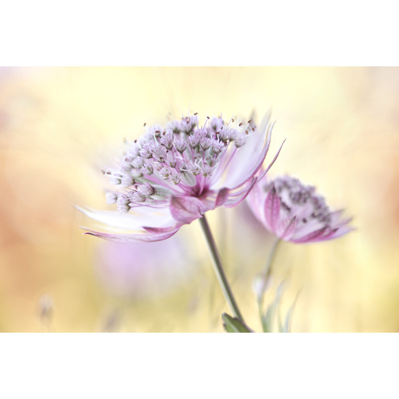Wrapped Canvas Print, 81.28 cm H x 121.92 cm W