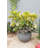 Ebern Designs - Rustic Round Planter 9' H-597095801