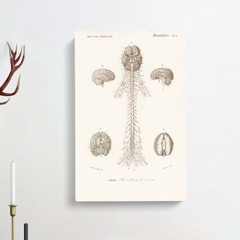 Human Brain Illustration by Charles D' Orbigny - Wrapped Canvas Drawing Print, 50cm H x 35cm W x 3cm D