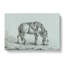 A Drinking Horse by Jean Bernard - Wrapped Canvas-55368268