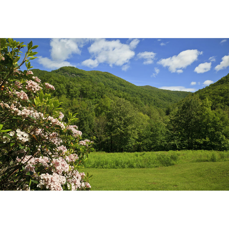 Mountain-Laurel par - Photographie de toile tendue, L 12 po x H 8 po