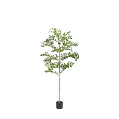 7' Shady Lady Tree in Nursery Pot