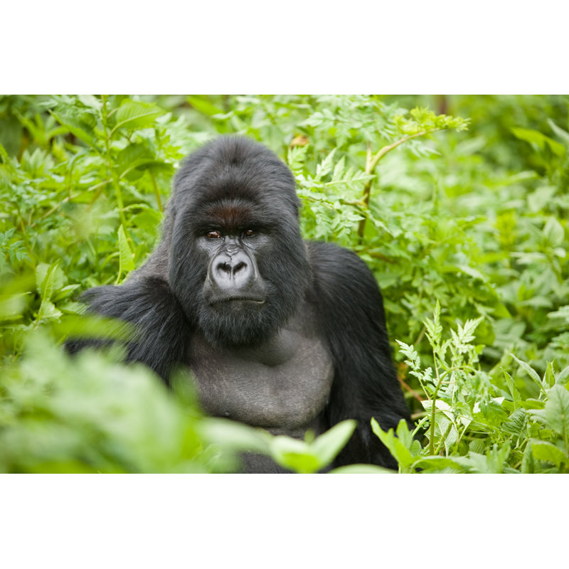 «Silverback Mountain Gorilla» par Edauksa - Photographie sur toile tendue, L 12 po x H 8 po