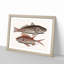 Croaker Fish & Squirrelfish by Mark Catesby - Picture Frame Painting Print-55682854-55682852
