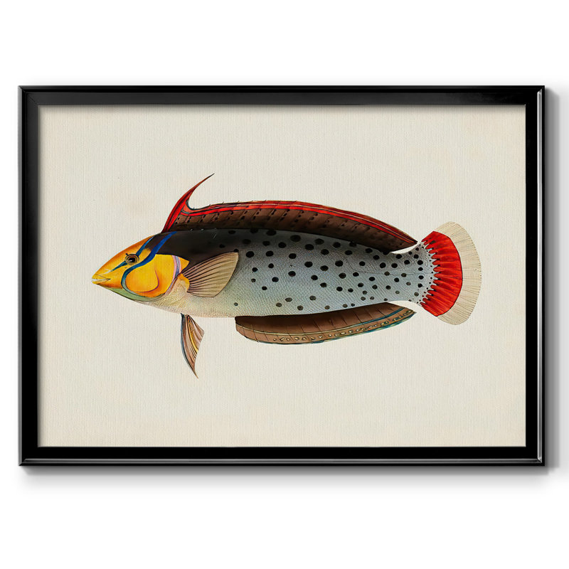 «Tropical Fish Collection IV», reproduction sur toile encadrée, Noir, H 30 po x l 44 po x P 1,5 po