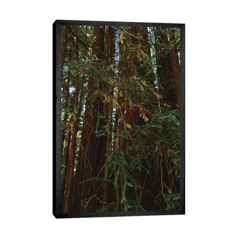Redwood Forest V by Bethany Young - Print on Canvas, Black Framed, 66.04cm H x 45.72cm W x 3.81cm D