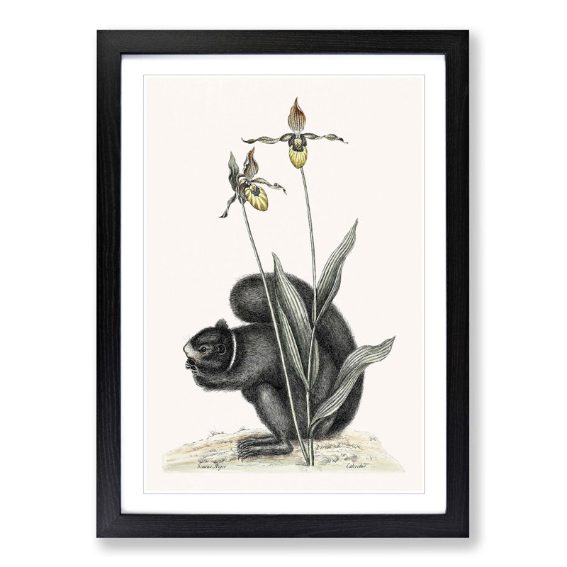 Black Squirrel by Mark Catesby - Picture Frame Painting Print, Black Framed, 65cm H x 48cm W x 2cm D