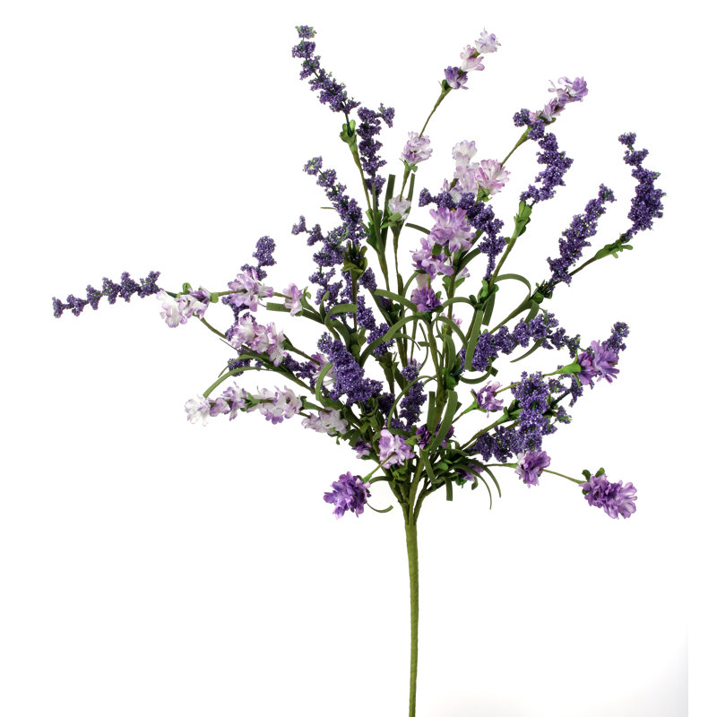 22 po Clover Berry Bush, Mauve
