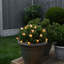 String Lights