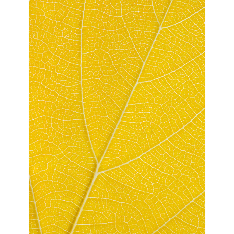 Autumn Leaf Print by Philippe Monthoux, 32" H x 24" W, Wrapped Canvas