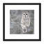 Barred Owl Bird Tree Nature Photo - Single Picture Frame Print