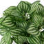 6,5 plantes