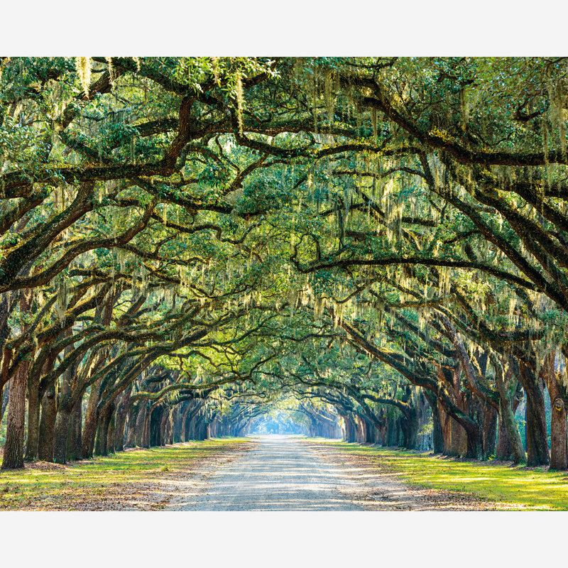  Tree Walk Matt Smooth Paste the Wall Mural 300cm wide x 240cm high, 280 cm L x 350 cm W